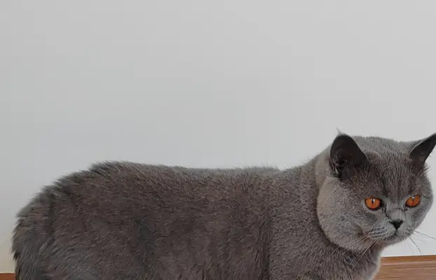 Reproduktor brytyjski niebieski - krycie 2