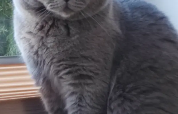 Reproduktor brytyjski niebieski - krycie 3