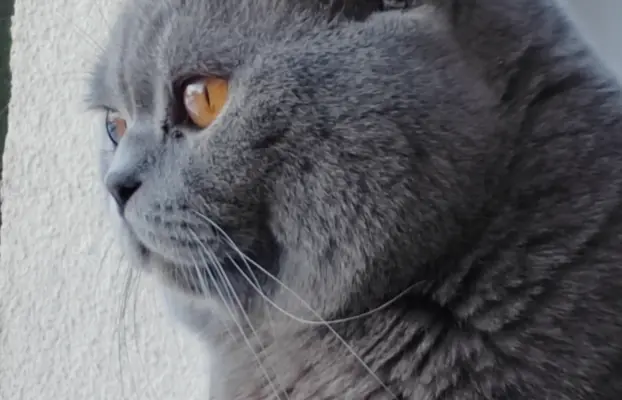 Reproduktor brytyjski niebieski - krycie 4