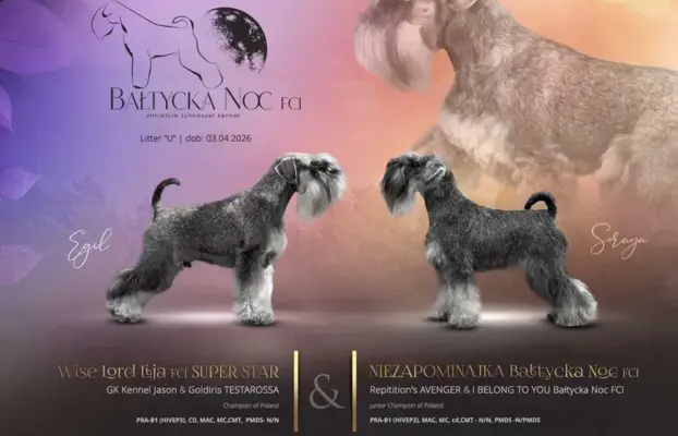 Sznaucer miniaturowy pieprz i sól FCI/ZKwP 1