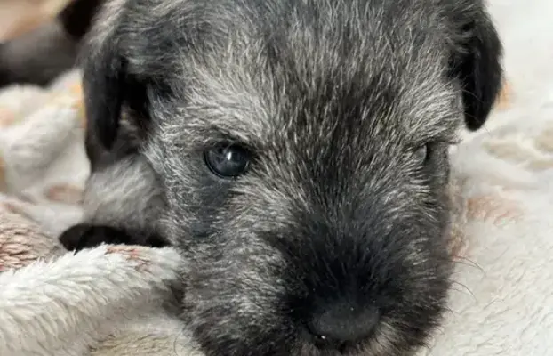 Sznaucer miniaturowy pieprz i sól FCI/ZKwP 2