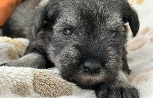 Sznaucer miniaturowy pieprz i sól FCI/ZKwP 3