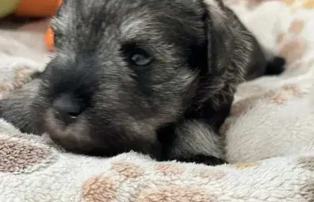 Sznaucer miniaturowy pieprz i sól FCI/ZKwP 4