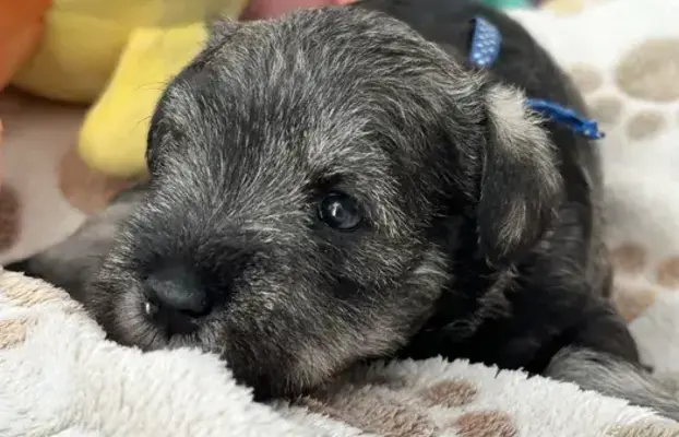 Sznaucer miniaturowy pieprz i sól FCI/ZKwP 5