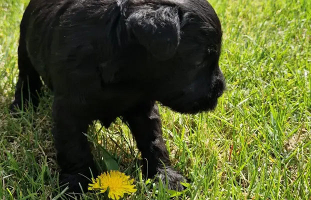 Hodowla BALICKIE WZGÓRZE FCI  ZKWP 2