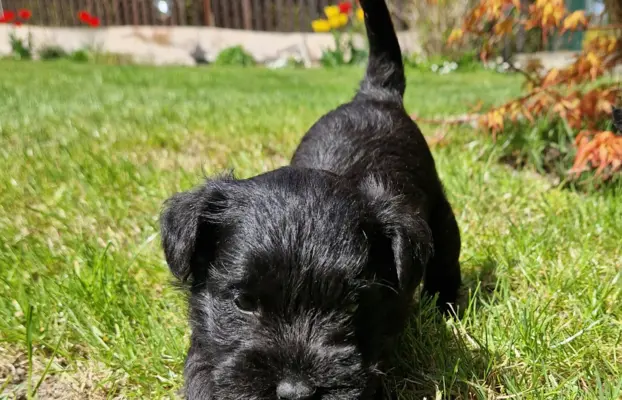 Hodowla BALICKIE WZGÓRZE FCI  ZKWP 4