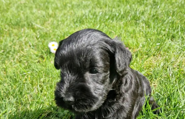 Hodowla BALICKIE WZGÓRZE FCI  ZKWP 3