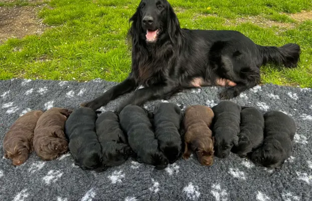 Flat Coated Retriever FCI 1