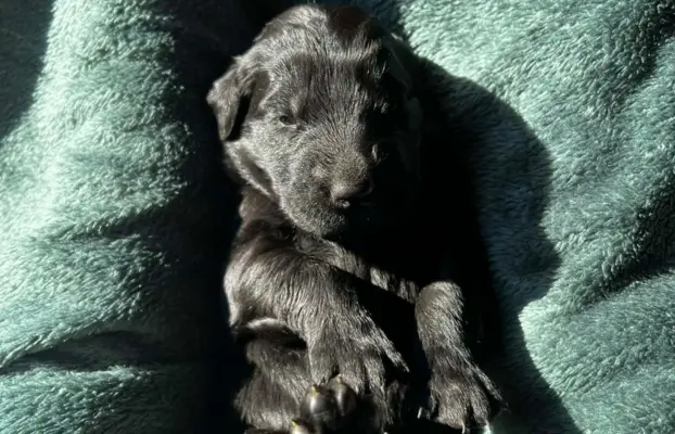 Flat Coated Retriever FCI 2