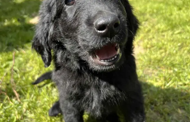 Flat Coated Retriever FCI 3
