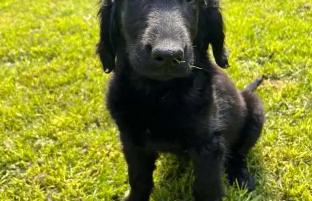 Flat Coated Retriever FCI 4