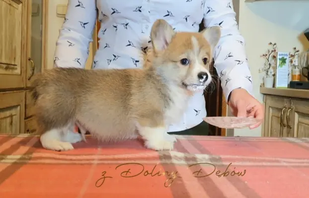 Welsh Corgi Pembroke FCI 2