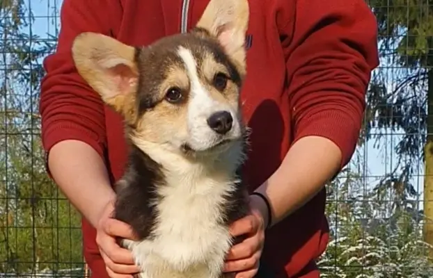 Welsh Corgi Pembroke FCI 4