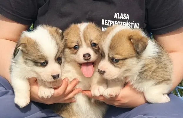 Welsh Corgi Pembroke FCI 3