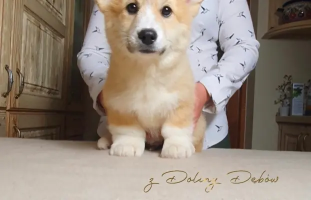 Welsh Corgi Pembroke FCI 5