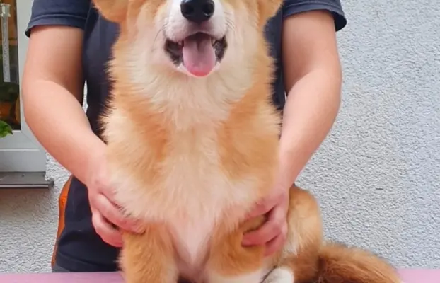Welsh Corgi Pembroke FCI 1