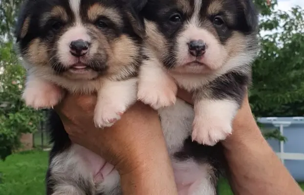 Welsh Corgi Pembroke FCI 7
