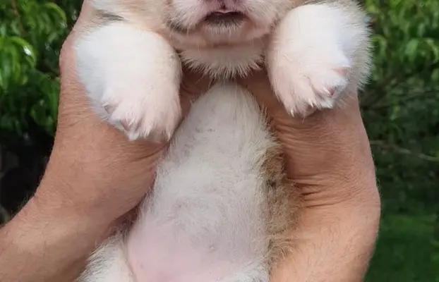 Welsh Corgi Pembroke FCI 9