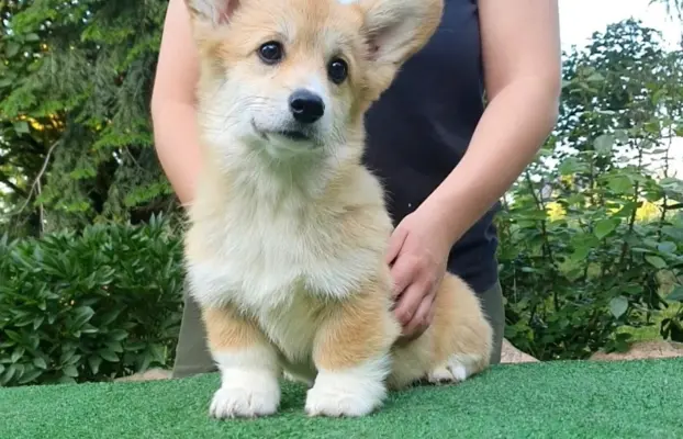 Welsh Corgi Pembroke FCI 8