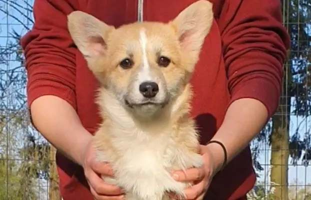 Welsh Corgi Pembroke FCI 10