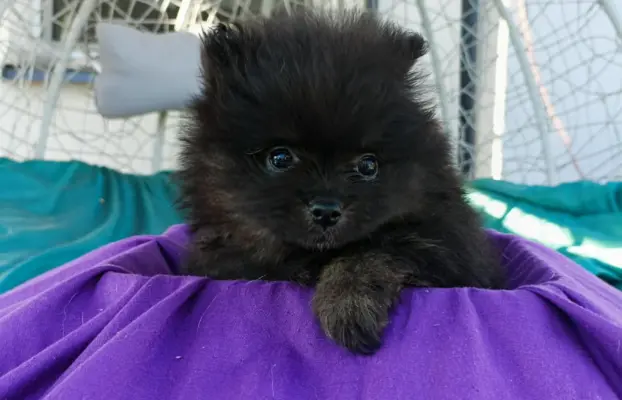 Wzorcowe Małe Szpic Niemiecki exterrier rodzice FCI 2
