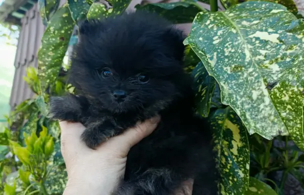 Wzorcowe Małe Szpic Niemiecki exterrier rodzice FCI 3
