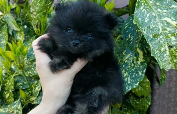 Wzorcowe Małe Szpic Niemiecki exterrier rodzice FCI 1