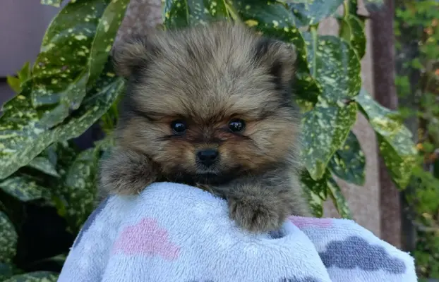 Wzorcowe Małe Szpic Niemiecki exterrier rodzice FCI 4