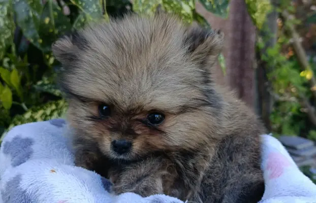 Wzorcowe Małe Szpic Niemiecki exterrier rodzice FCI 5
