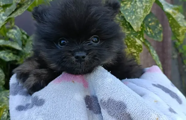 Wzorcowe Małe Szpic Niemiecki exterrier rodzice FCI 6
