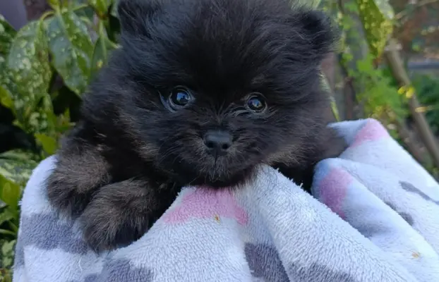 Wzorcowe Małe Szpic Niemiecki exterrier rodzice FCI 7