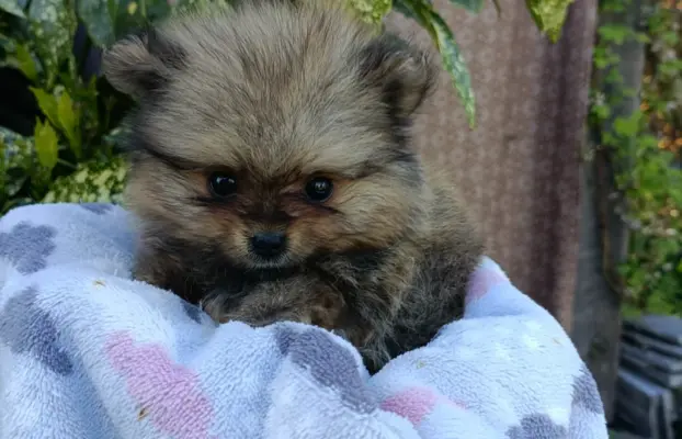 Wzorcowe Małe Szpic Niemiecki exterrier rodzice FCI 8