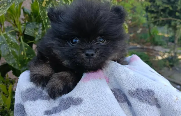 Wzorcowe Małe Szpic Niemiecki exterrier rodzice FCI 9