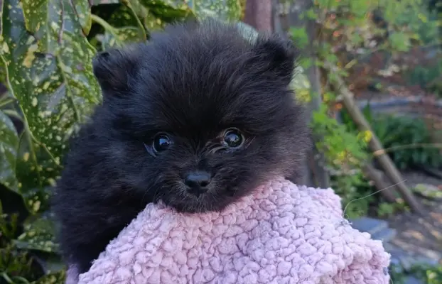 Wzorcowe Małe Szpic Niemiecki exterrier rodzice FCI 10