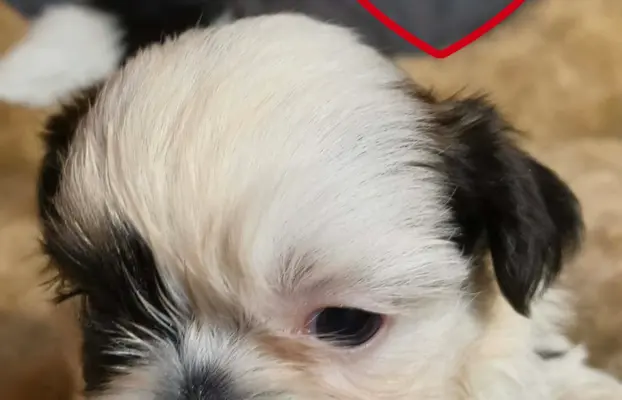 Przepiękne słodziaki shih tzu. 2