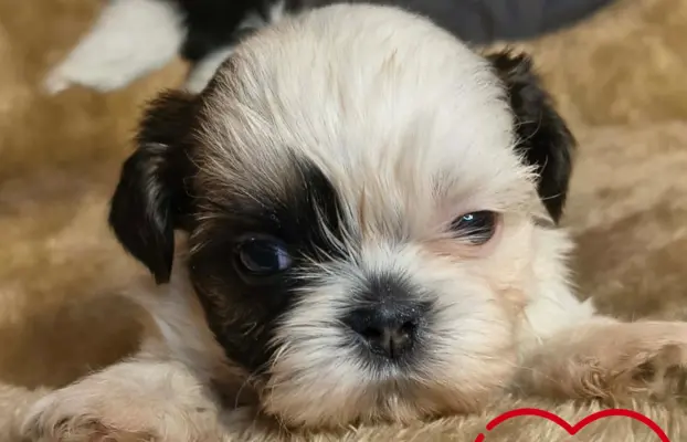 Przepiękne słodziaki shih tzu. 1