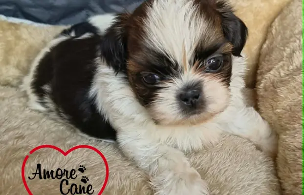 Przepiękne słodziaki shih tzu. 3