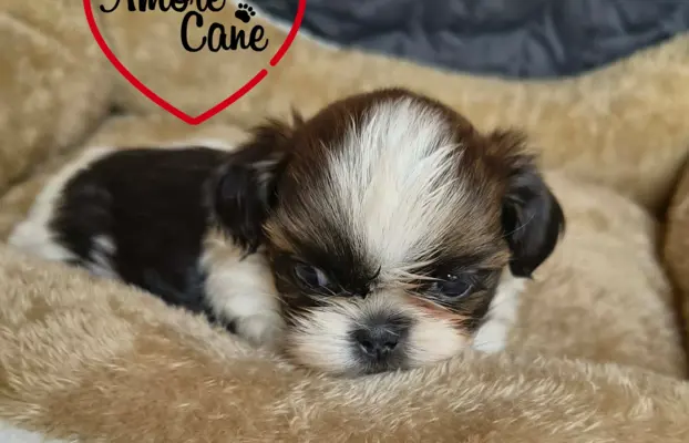 Przepiękne słodziaki shih tzu. 4