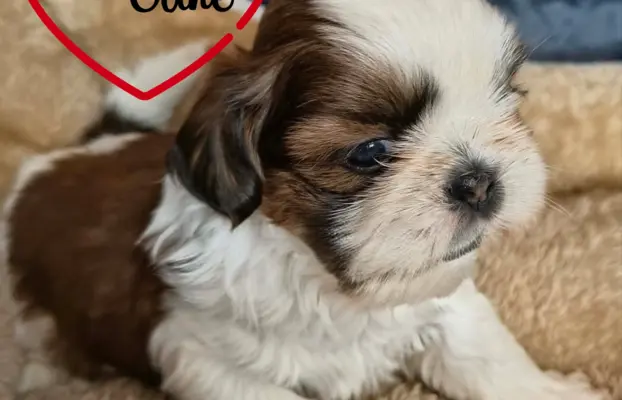 Przepiękne słodziaki shih tzu. 5