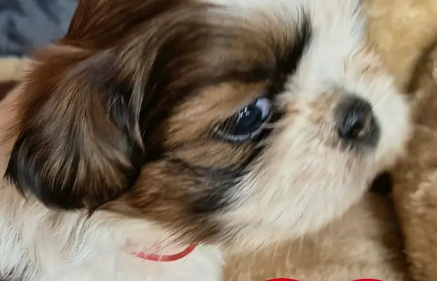 Przepiękne słodziaki shih tzu. 6