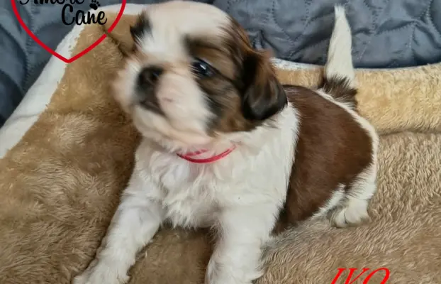 Przepiękne słodziaki shih tzu. 7