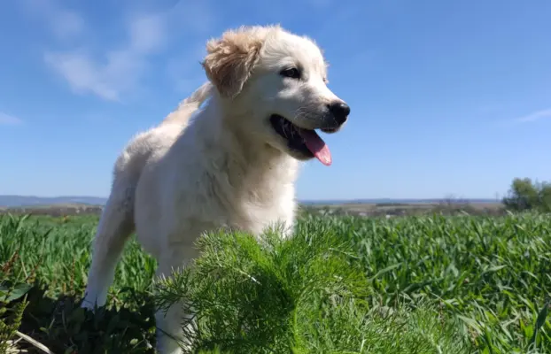 Rasowa suczka XJA ee-red Border Collie z pełną dok. przebada 1