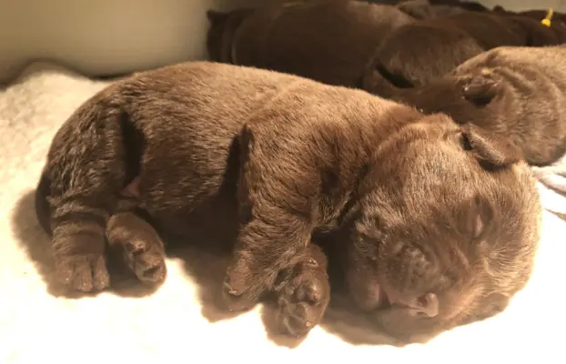 Labrador czekoladowy szczenię 1