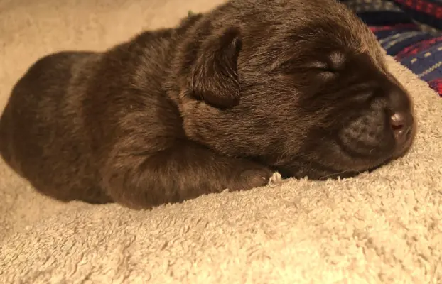 Labrador czekoladowy szczenię 2