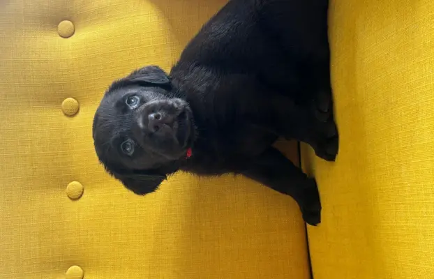 Labrador czekoladowy szczenię 6