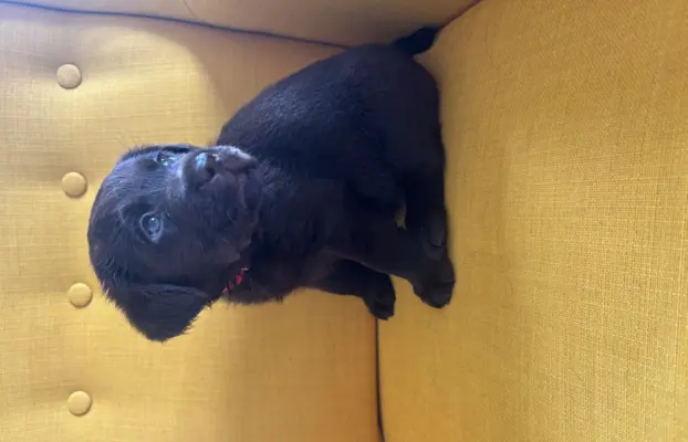 Labrador czekoladowy szczenię 5