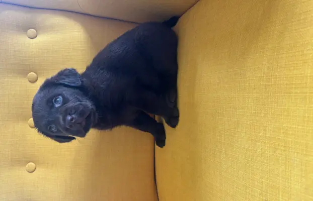 Labrador czekoladowy szczenię 7