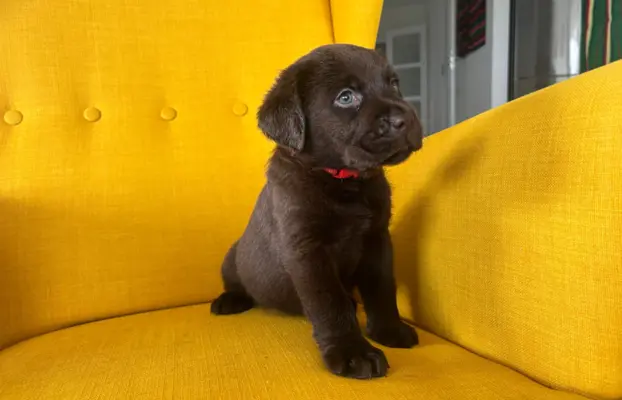 Labrador czekoladowy szczenię 1
