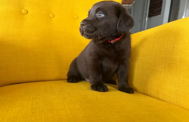 Labrador czekoladowy szczenię 2