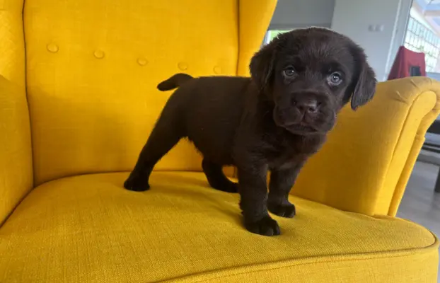 Labrador czekoladowy szczenię 4